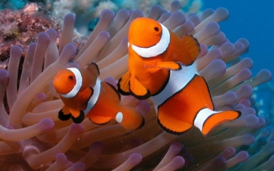 Cercant a Nemo / PENSAR